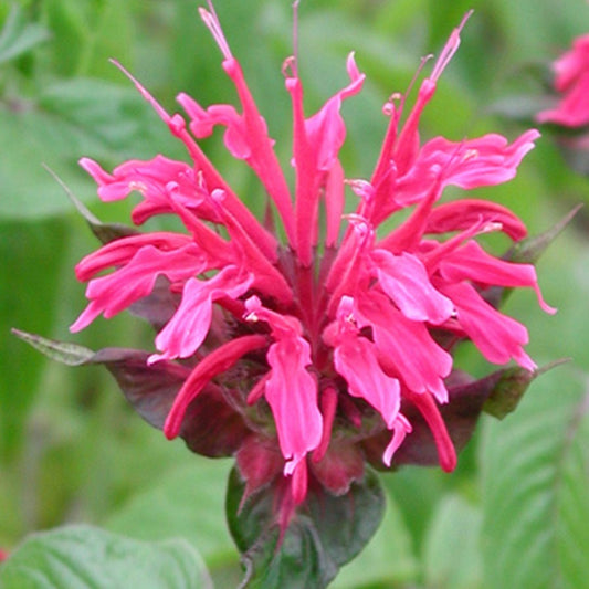 Bergamotplant - Bakker