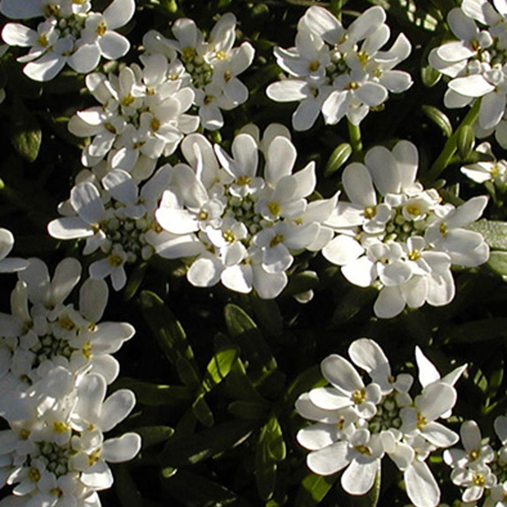 Scheefbloem - Scheefkelk 'Snowflake' - Iberis sempervirens 'snowflake'