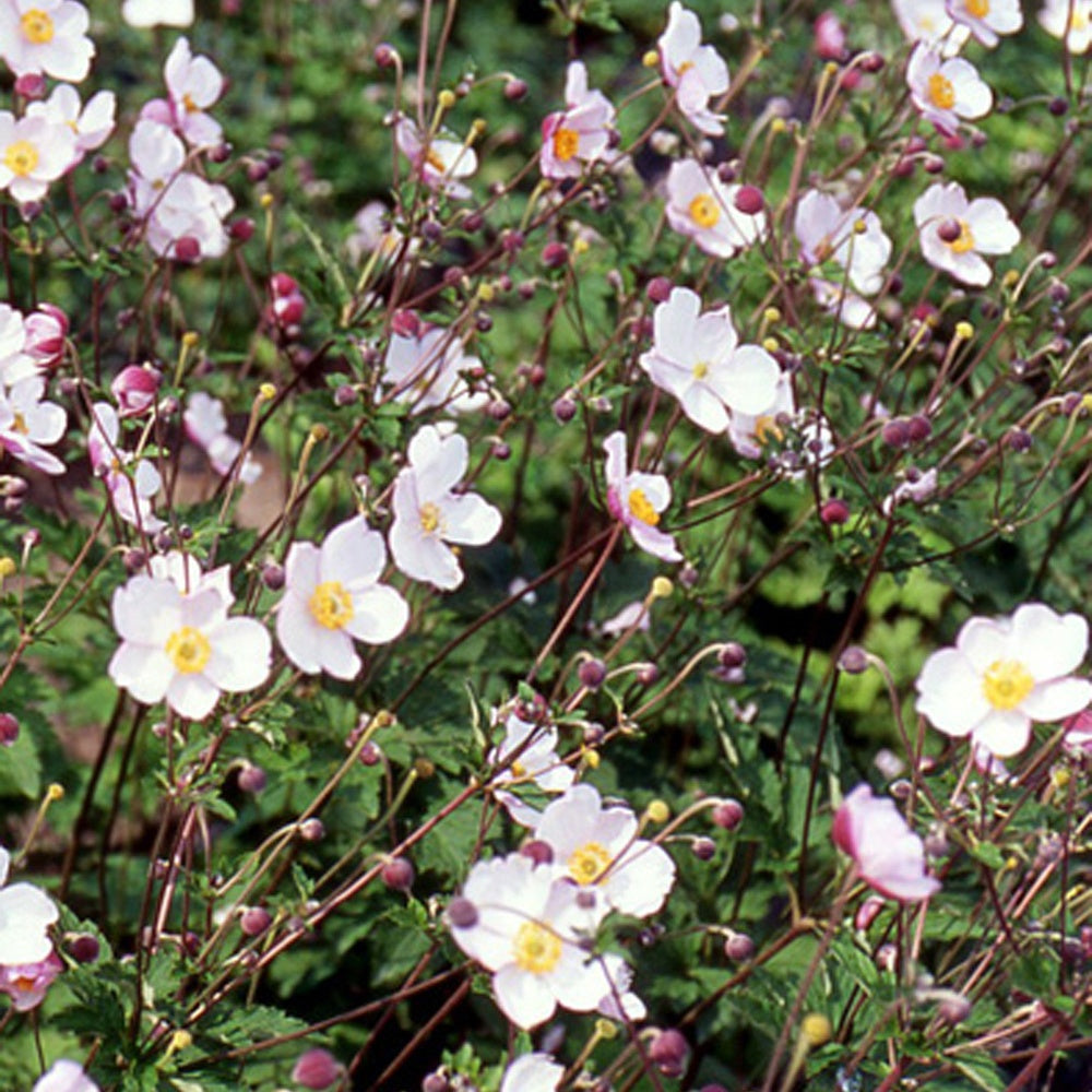 Herfstanemoon 'Robustissima' - Anemone tomentosa 'robustissima' - Tuinplanten