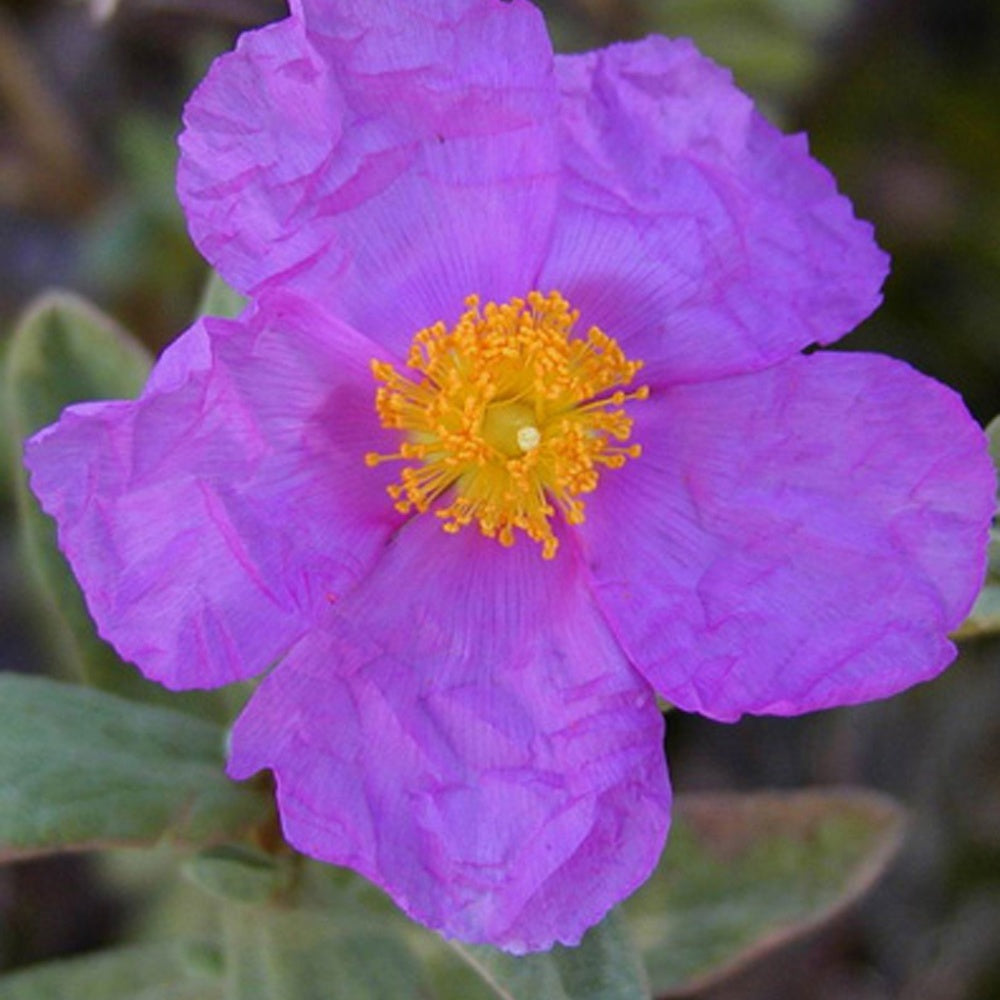 Rotsroos Albidus - Cistus albidus - Bakker