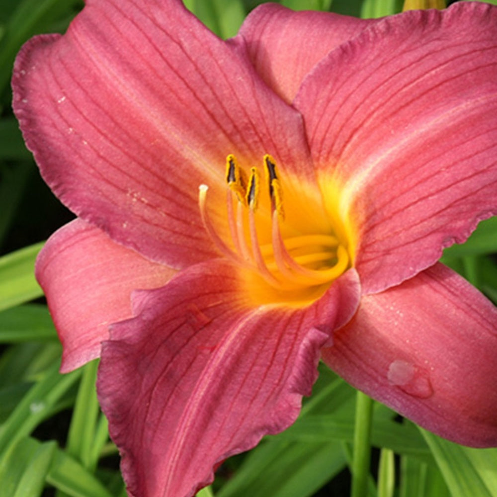 Hemerocallis sugar candy - Daglelie 'Sugar Candy' - Hemerocallis - Daglelie