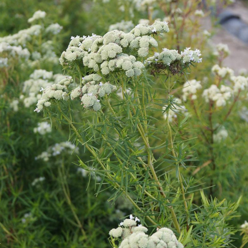 Bergmunt - Bakker