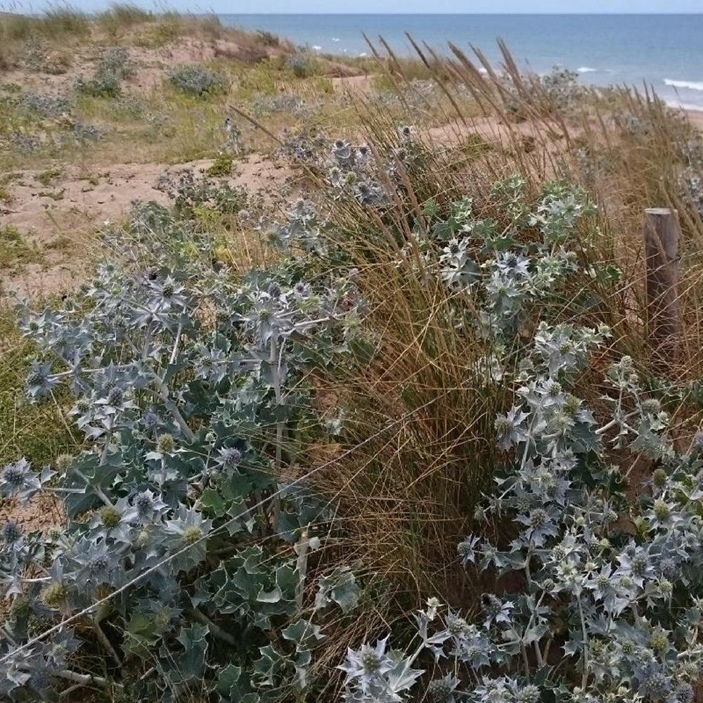 Kruisdistel - Blauwe zeedistel - Eryngium maritimum