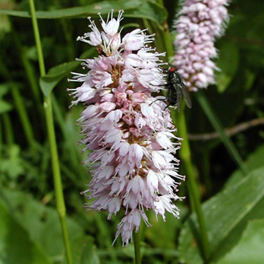 Vaste planten - Duizendknoop 'Superba' - Persicaria bistorta Superba
