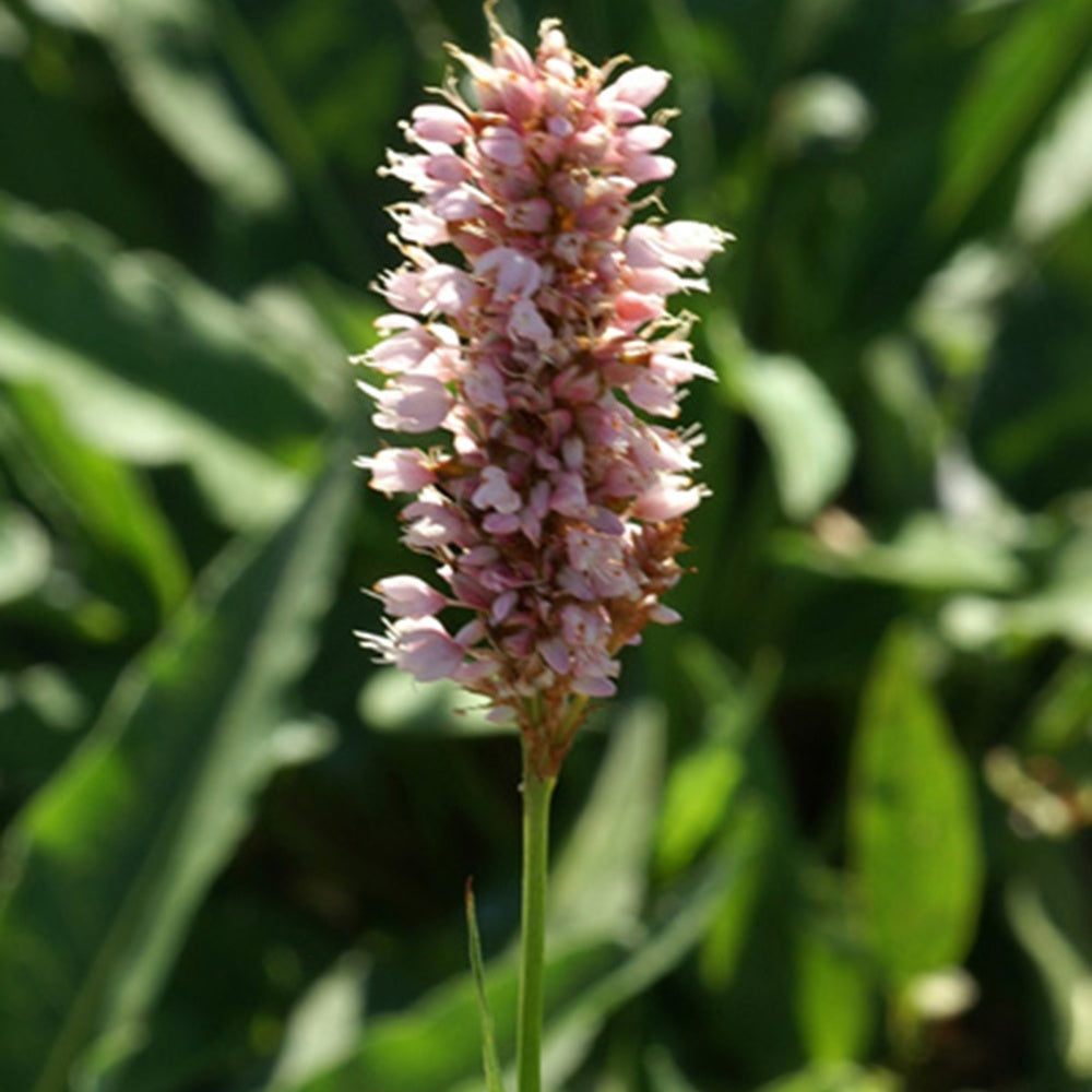Verkoop Duizendknoop 'Superba' - Persicaria bistorta Superba
