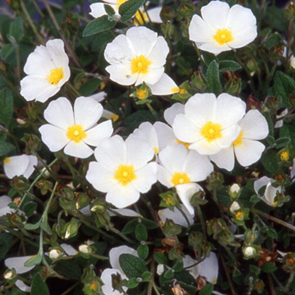 Witte cistusroos - Cistus obtusifolius - Bakker