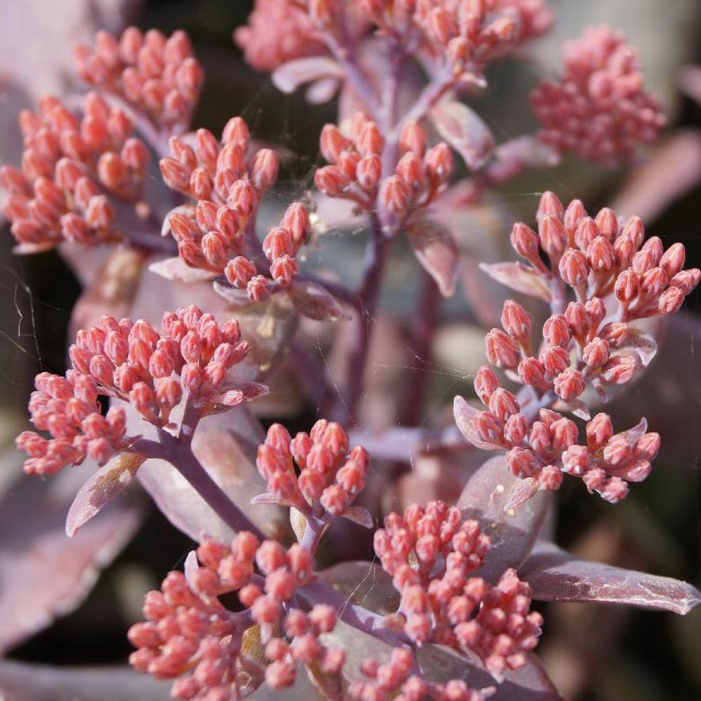 Sedum 'Chocolate Cherry' / Vetkruid - Sedum 'chocolate cherry' - Bakker