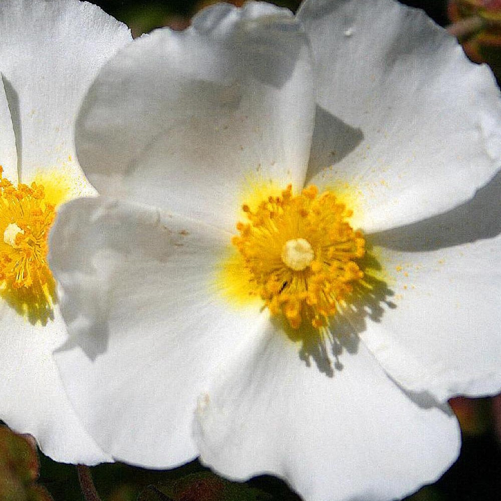 Witte rotsroos - Cistus monspeliensis - Bakker