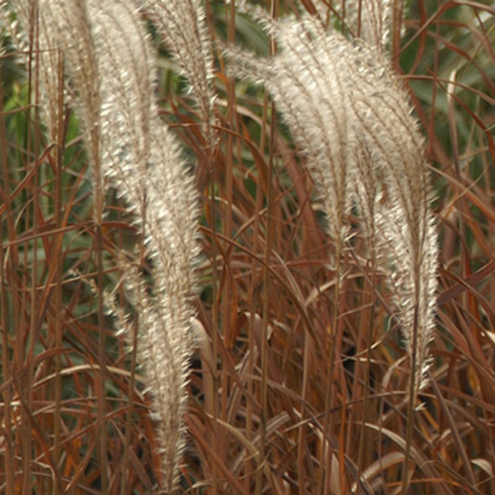 Miscanthus - Chinees riet - Prachtriet 'Adagio' - Miscanthus sinensis Adagio