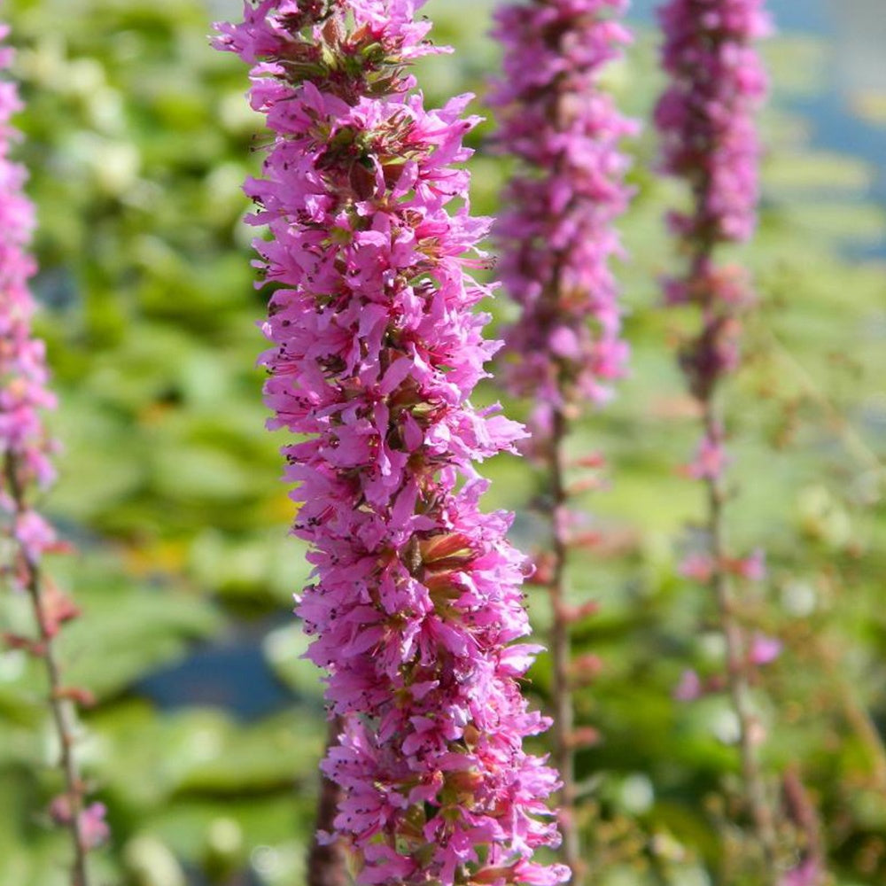 Lythrum salicaria - Grote kattenstaart - Alle vijverplanten