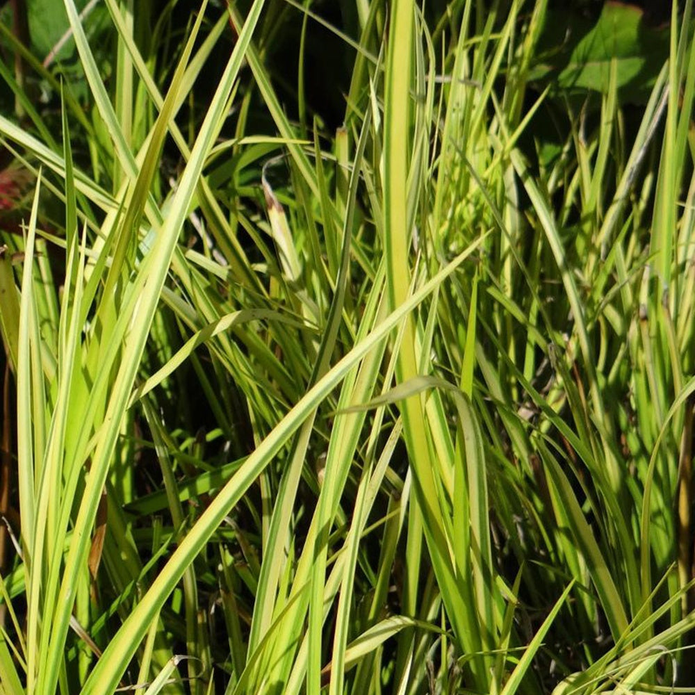 Alle vijverplanten - Dwergkalmoes 'Ogon' - Acorus gramineus Ogon