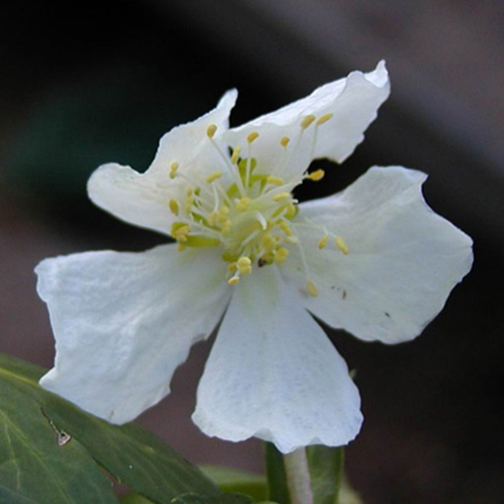 Verkoop Helleborus 'Christmas Carol' - Helleborus niger