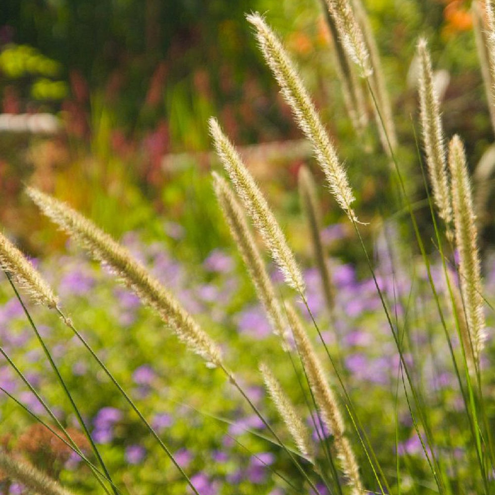 Pennisetum macrourum - Lampenpoetsersgras - Pennisetum