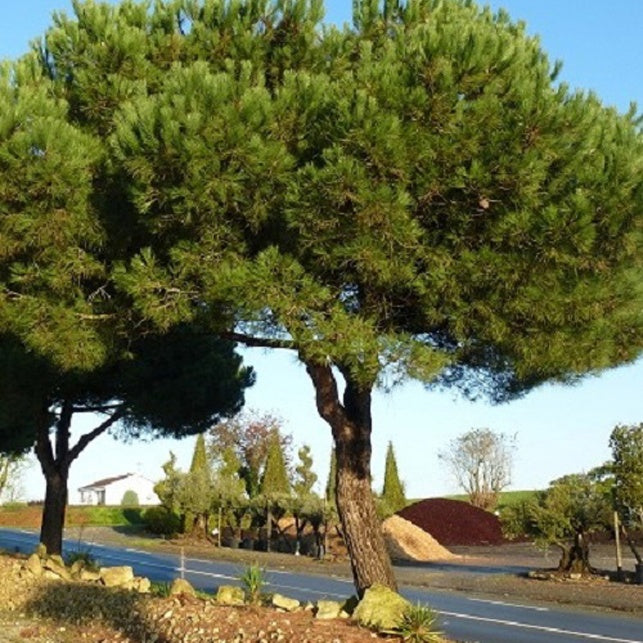 Parasolden - Pinus pinea - Bakker