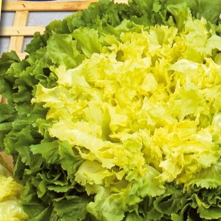 Andijvie Eminence - Bakker