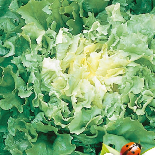 Andijvie Nuance BIO - Bakker