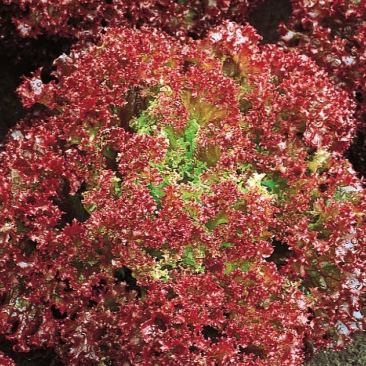 Pluksla Lollo Rossa Bio - Bakker