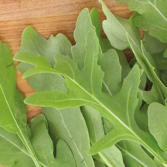 Rucola 'Rocky Wild' - BIO - Bakker