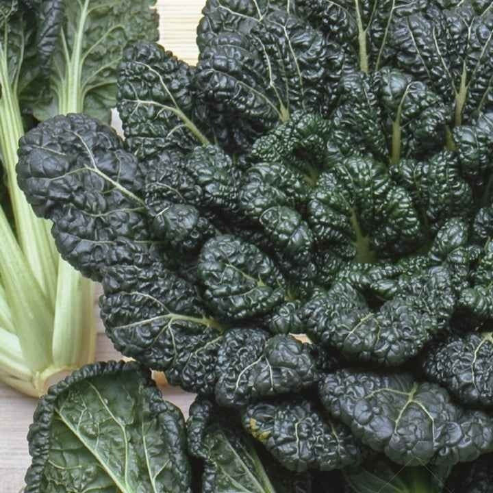 Zaden Tatsoi BIO Brassica rapa rosularis