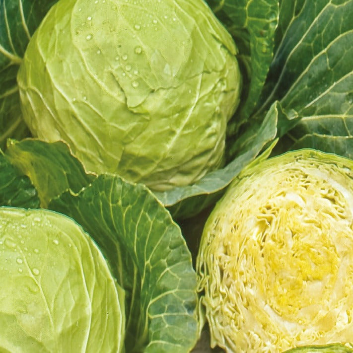 Witte kool Roem van Enkhuizen Bio - Bakker