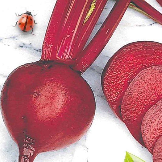 Rode biet 'De Detroit 2' - BIO - Bakker