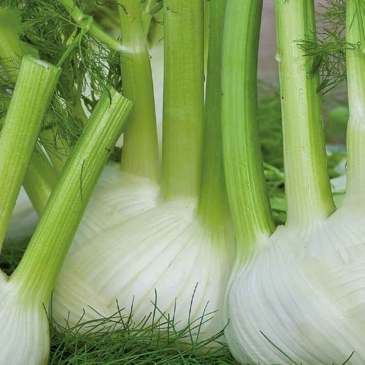 Venkel 'Miller' - BIO - Bakker