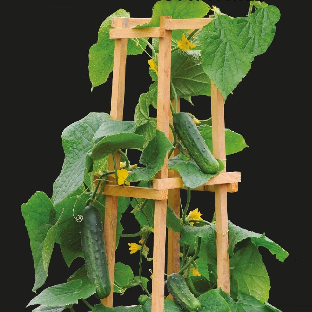 Saflax - Garden In The Bag - 20 Seeds - Sturt's Desert Pea - Bec De Perroquet / Tête De Diable Sitt Nebb Di Pappagallo Guisante Del Desierto De Sturt Papageischnabel Teufelskopf Saflax - Garden In The Bag - 20 Seeds - Sturt's Desert Pea - Bec De Perroquet / Tête De Diable Sitt Nebb Di Pappagallo Guisante Del Desierto De Sturt Papageischnabel Teufelskopf