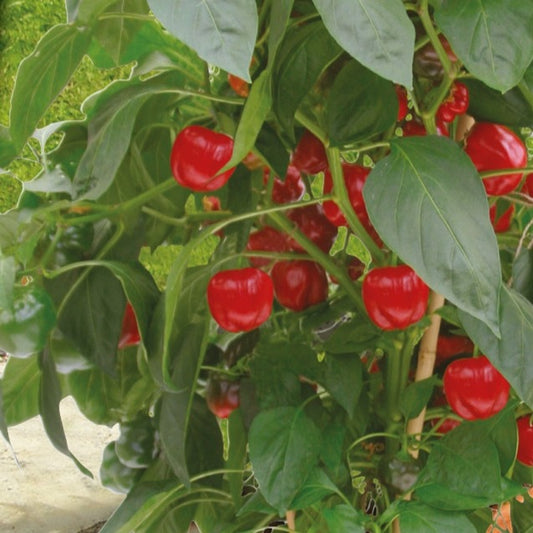 Potpaprika Kobold F - Bakker