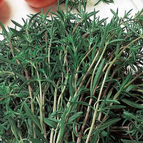 Satureja hortensis - Bonenkruid - BIO - Biologische kruiden