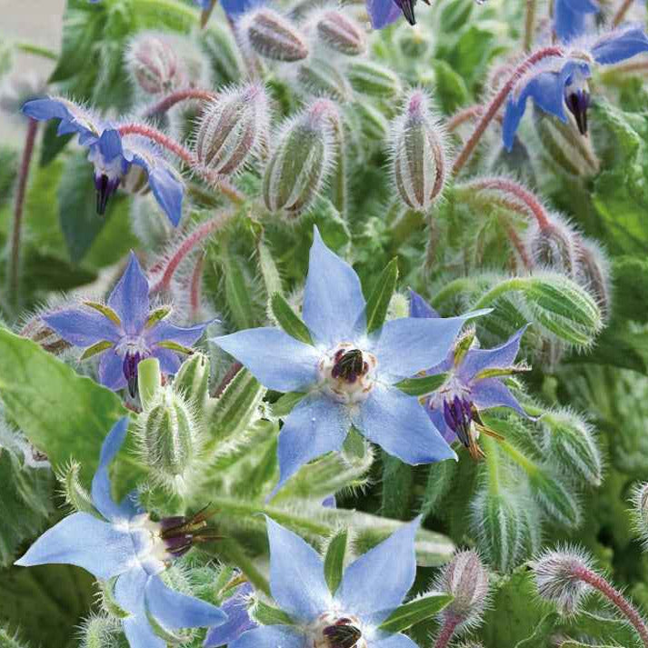 Eenjarige bloemzaden - Bernagie - blauw - BIO - Borago officinalis