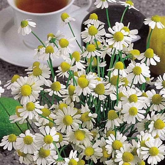 Echte kamille - BIO - Bakker