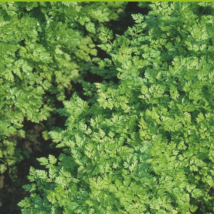 Kervel Massa Bio - Bakker