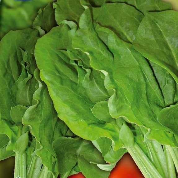 Veldzuring 'Green de Belleville' - Bakker