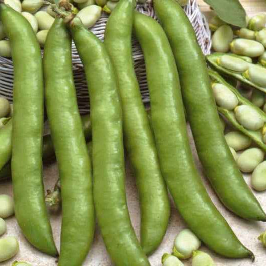 Tuinboon 'Driemaal Wit' - Vicia faba driemaal wit - Bakker