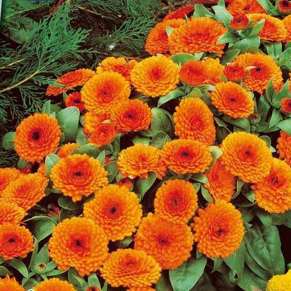 Goudsbloem - Calendula officinalis 50 zaden | Hobbytuin Puurnatuur Zaden