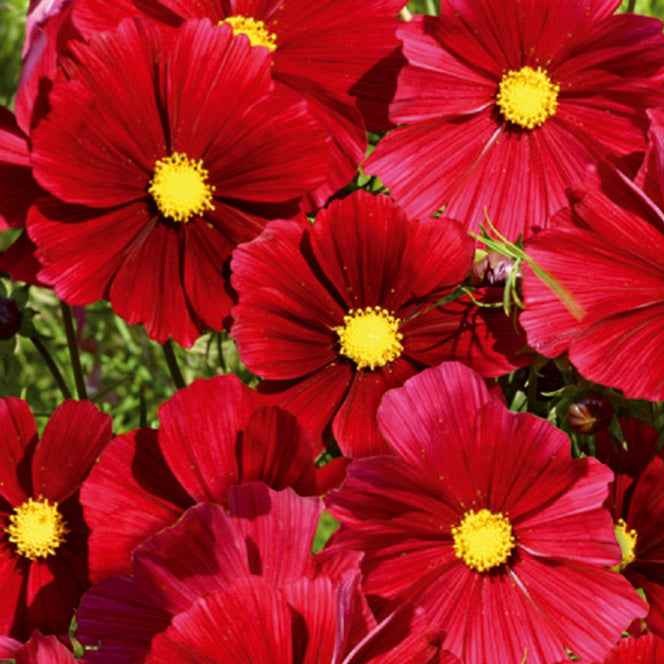 Grootbloemige cosmea - Bakker