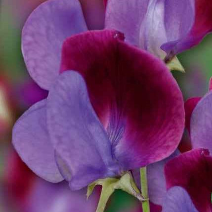 Lathyrus odoratus grandiflorus cupani's original 1699 - Pronkerwt 'Cupani's Original 1699' - Eenjarige bloemzaden