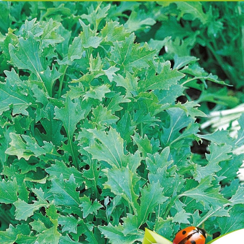 Bladmoes Namenia Bio - Brassica rapa - Bakker
