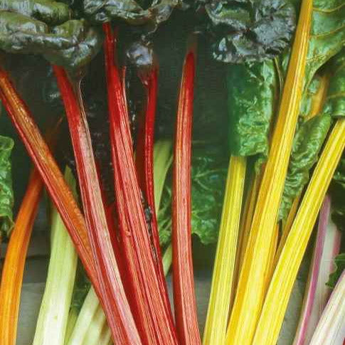 Beta vulgaris - Snijbiet Mix 'Rainbow - Fruit- en groentezaden