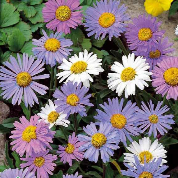 Aster - Alpenaster Mix - Aster alpinus
