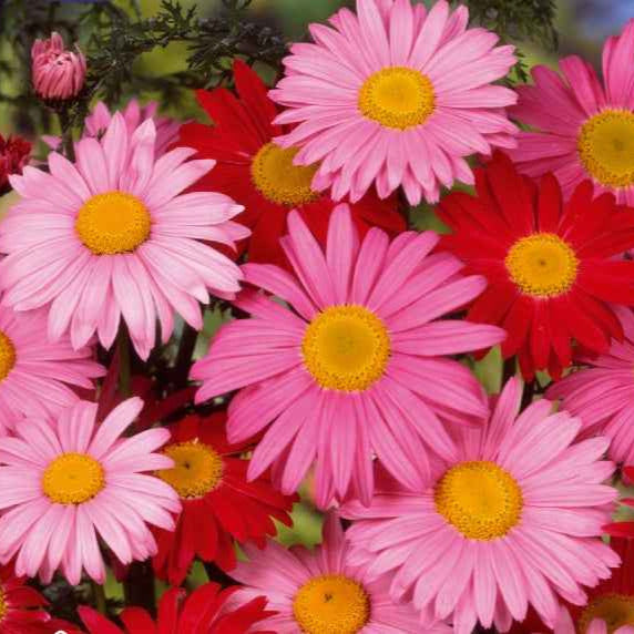 Chrysant Mix 'Robinson's Giants' - Bakker