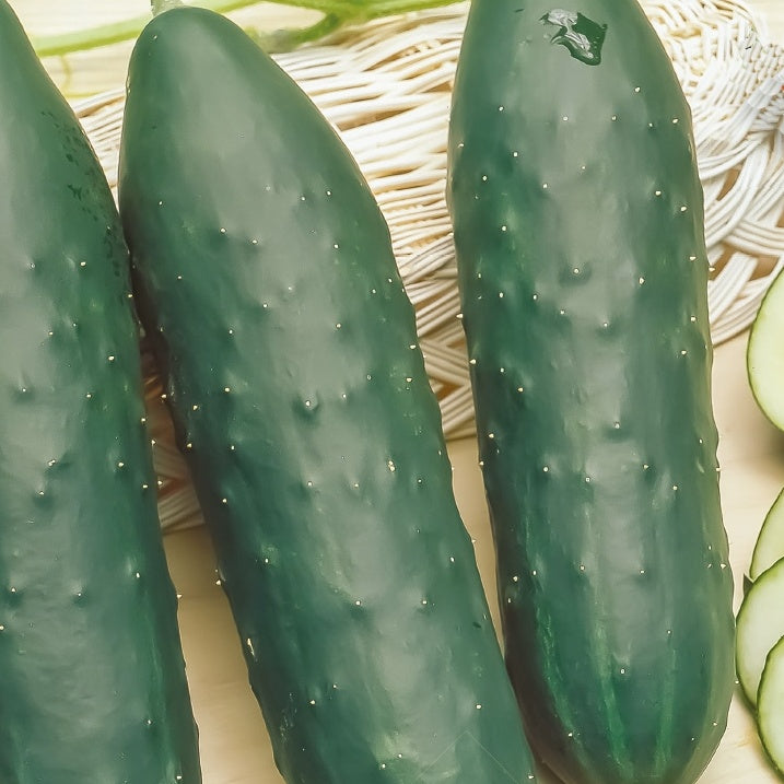Cucumis sativus marketmore - Komkommer 'Marketmore' - Komkommerzaden
