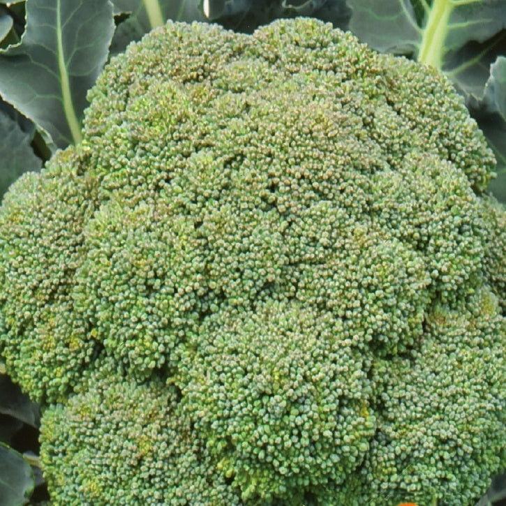 Verkoop 300 Broccoli zaden - Brassica oleracea Calabrese Natalino