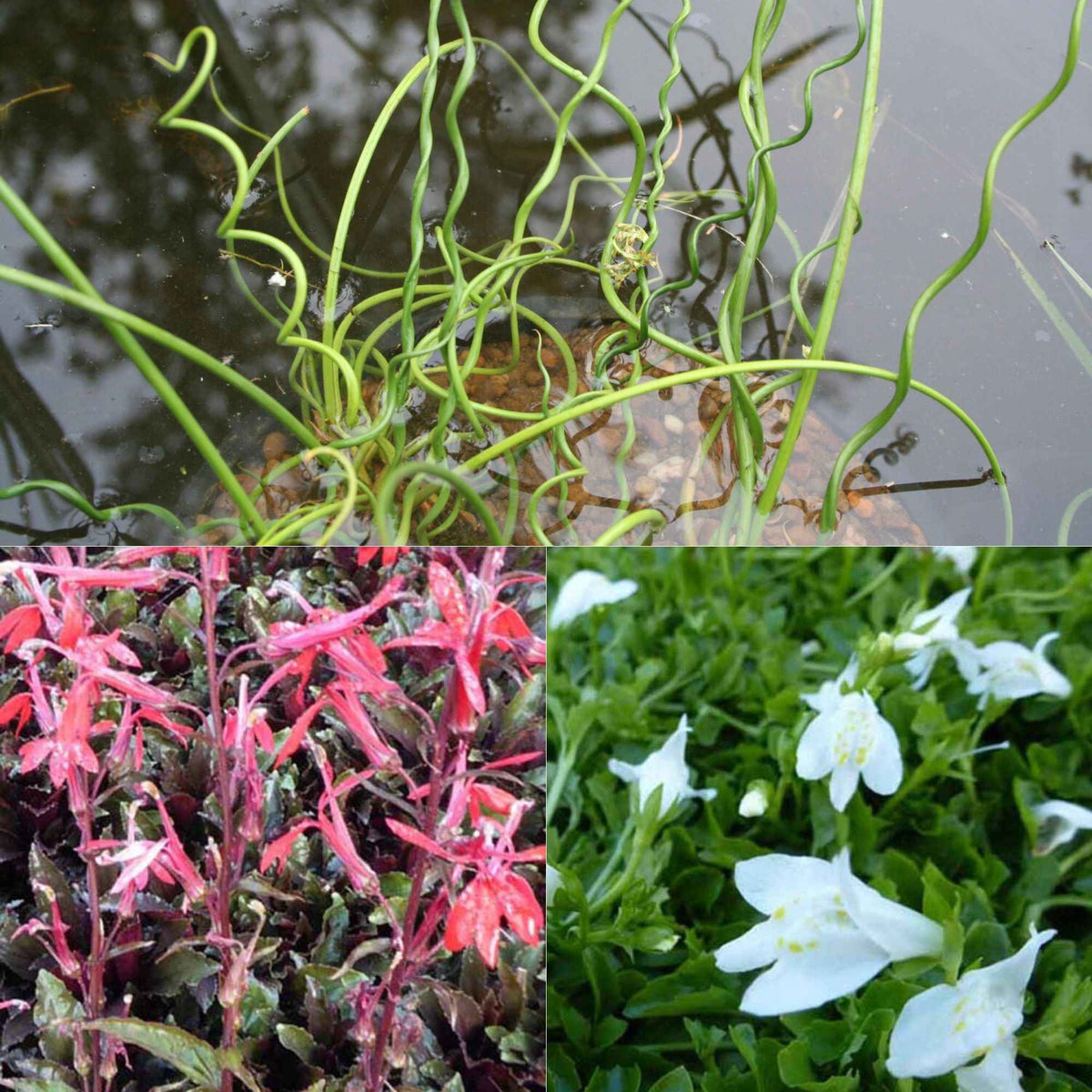 Vijverplantenmix incl. drijfring en mand (x3) - Bakker