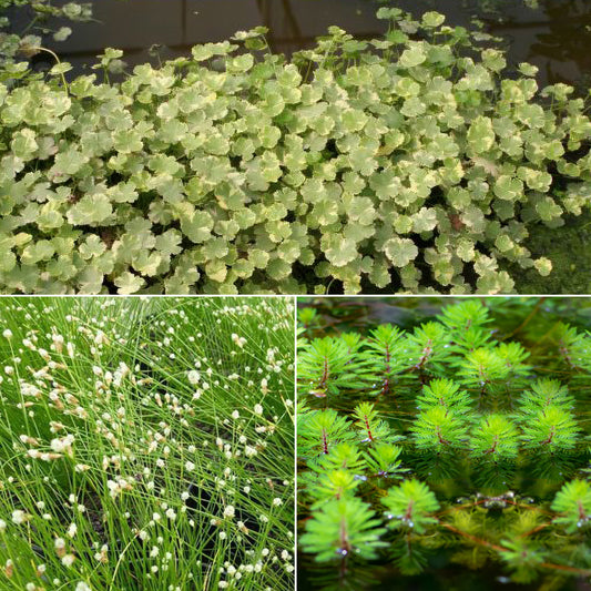 Zuurstofvormende planten in mix (x3) - Bakker