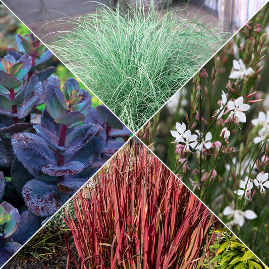 Collectie vaste planten met uniek blad (x7) - Bakker