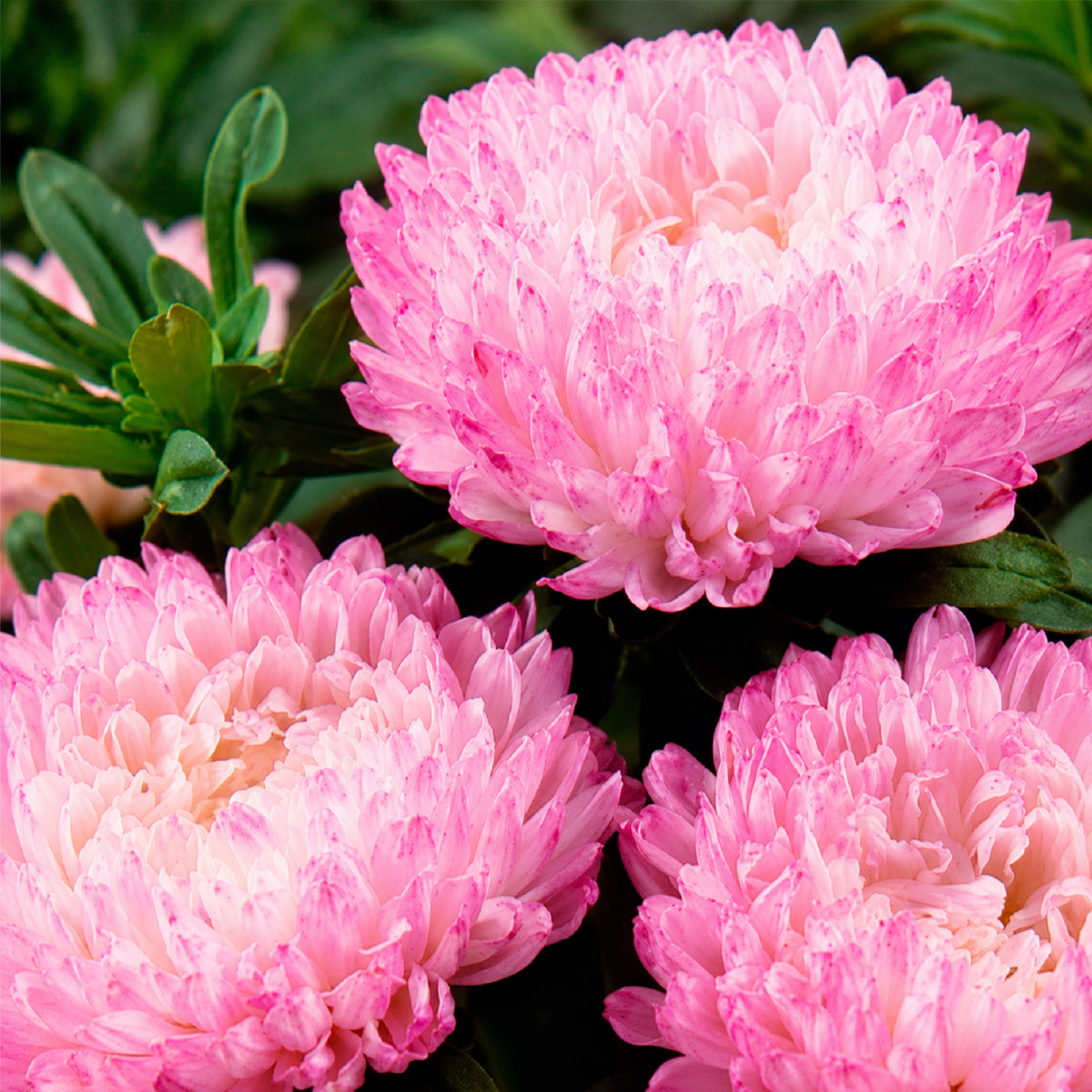 Zomeraster 'Garden Jewel' - Bakker