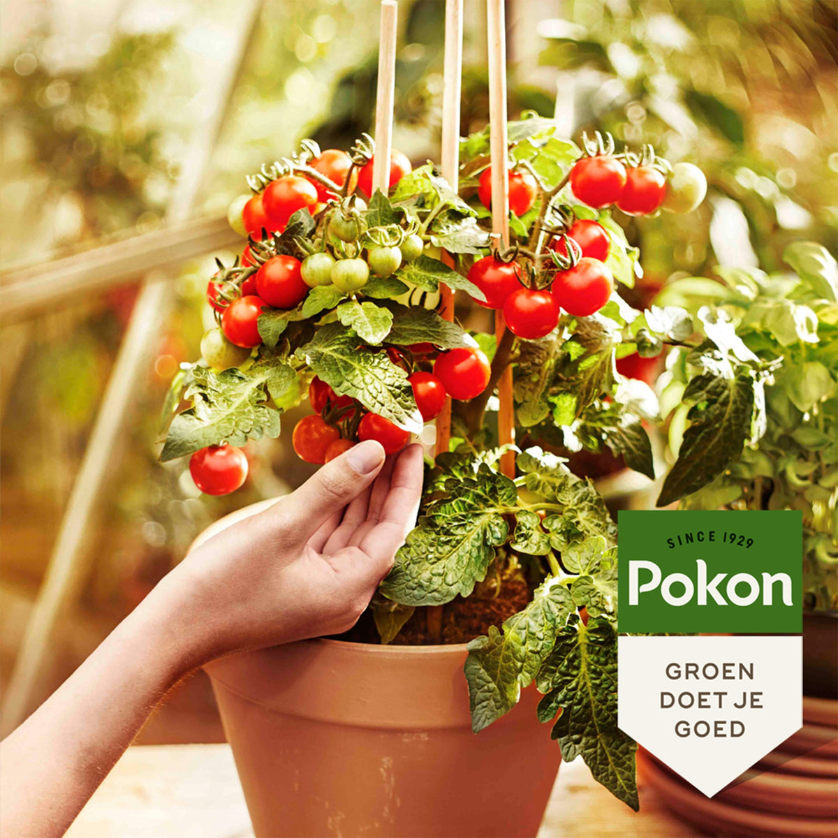 - Pokon moestuin potgrond - BIO - Onderhoud en Materiaal