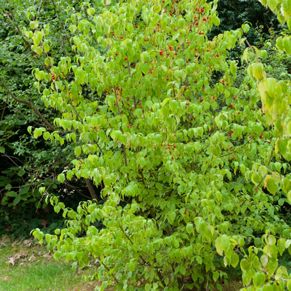 Gele kornoelje - Cornus mas - Bakker