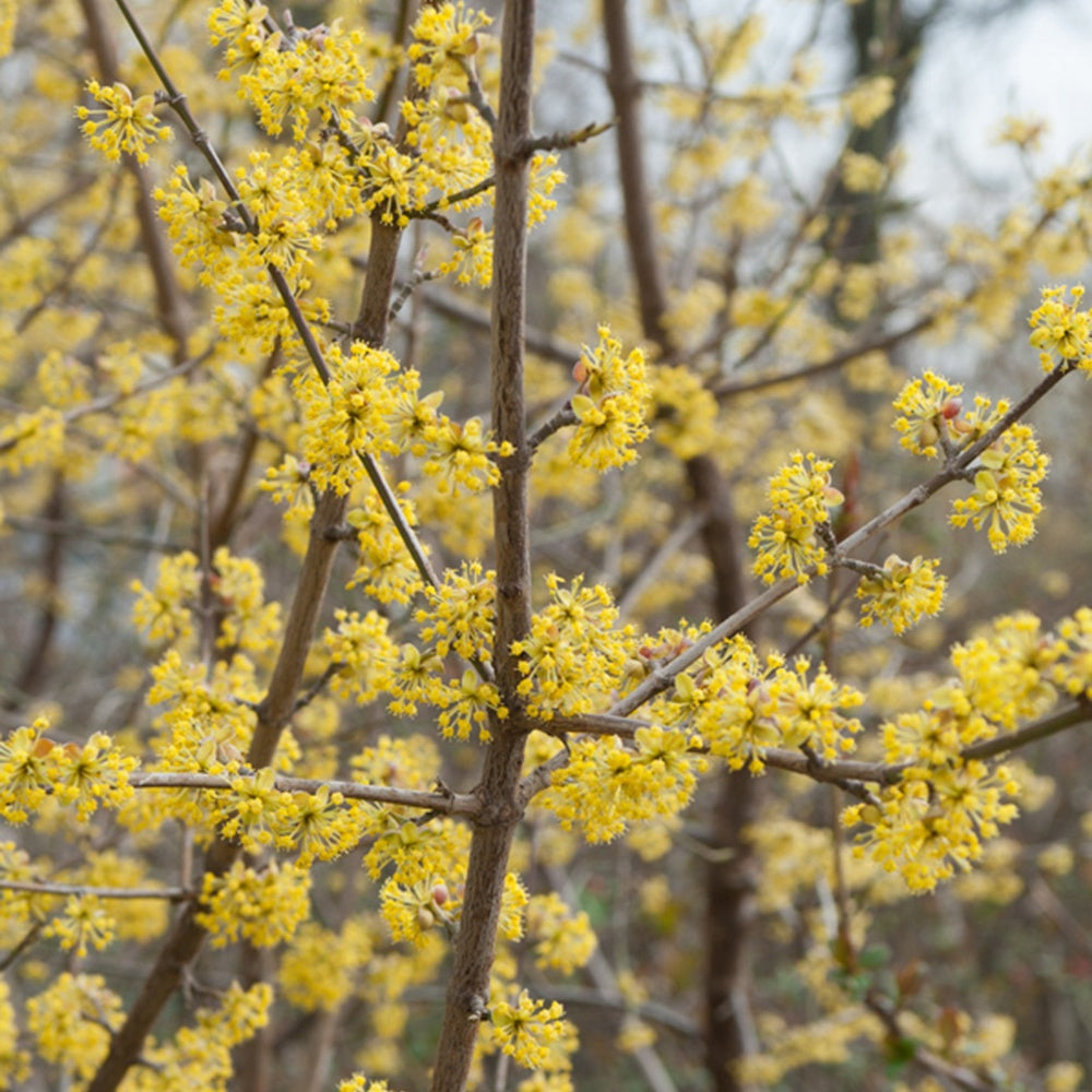 Cornus mas - Gele kornoelje - Heesters